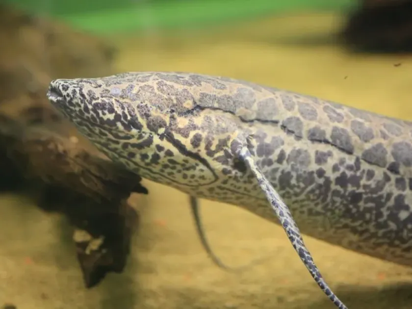 West African lungfish