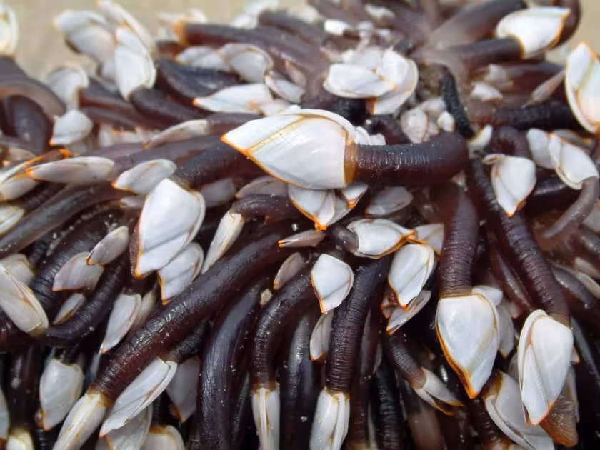 Goose barnacle