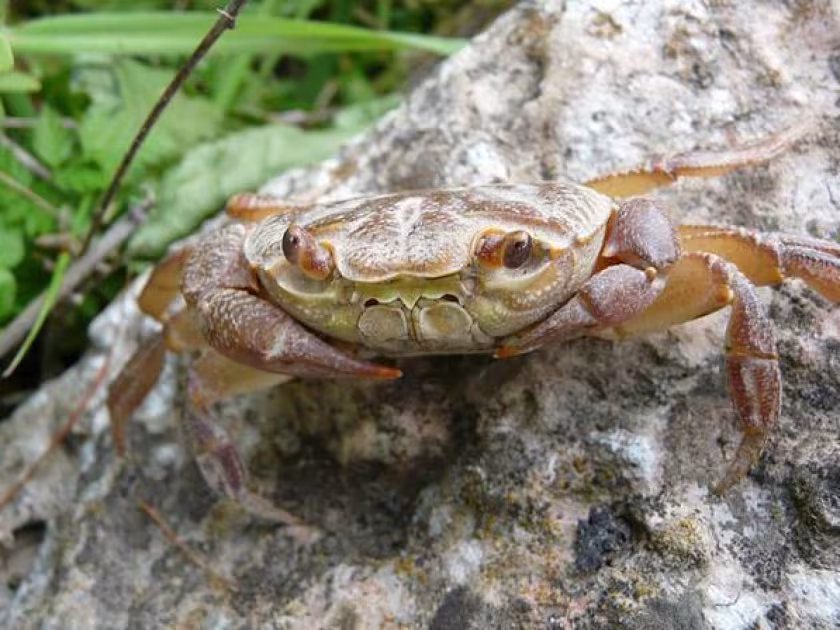 Freshwater crab
