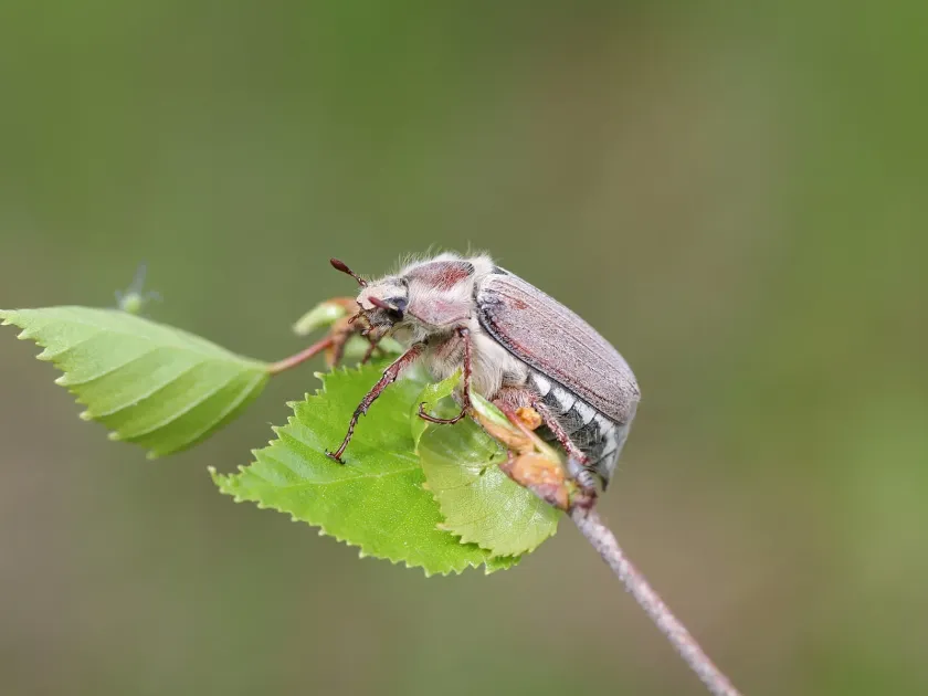 Cockchafer