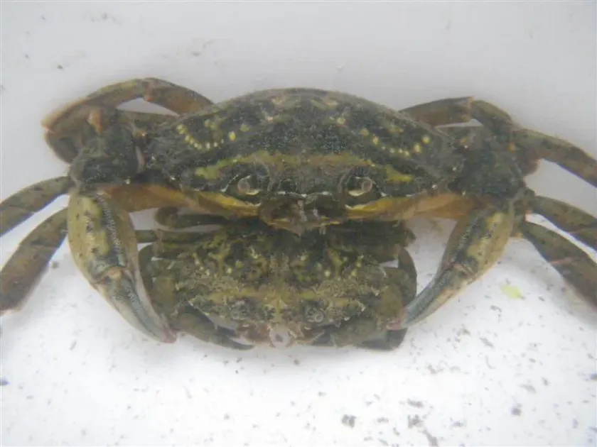 Green crab