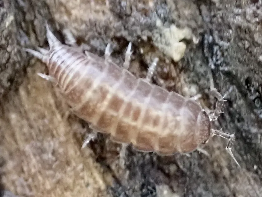 Trichoniscus