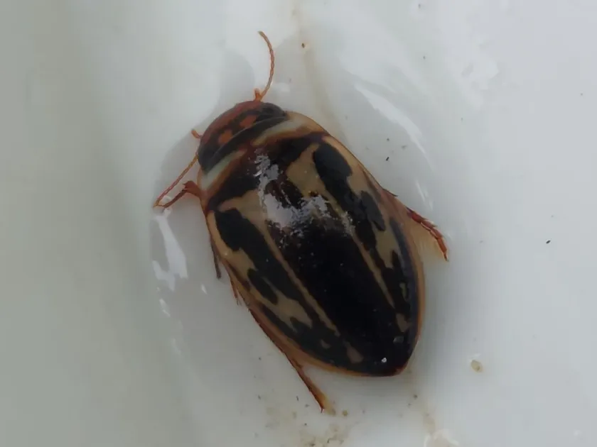 Spotted diving beetle