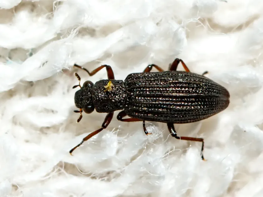 Hydrochus elongatus