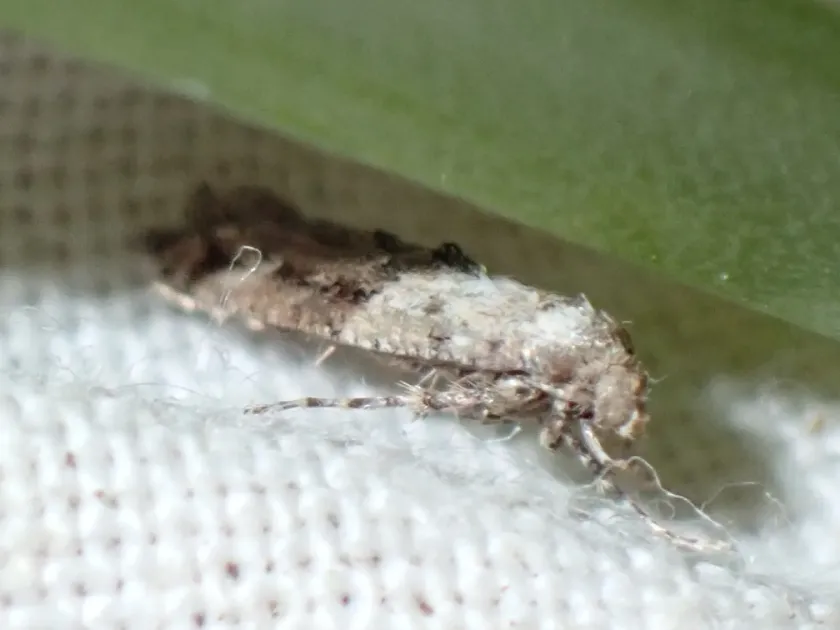Epermenia