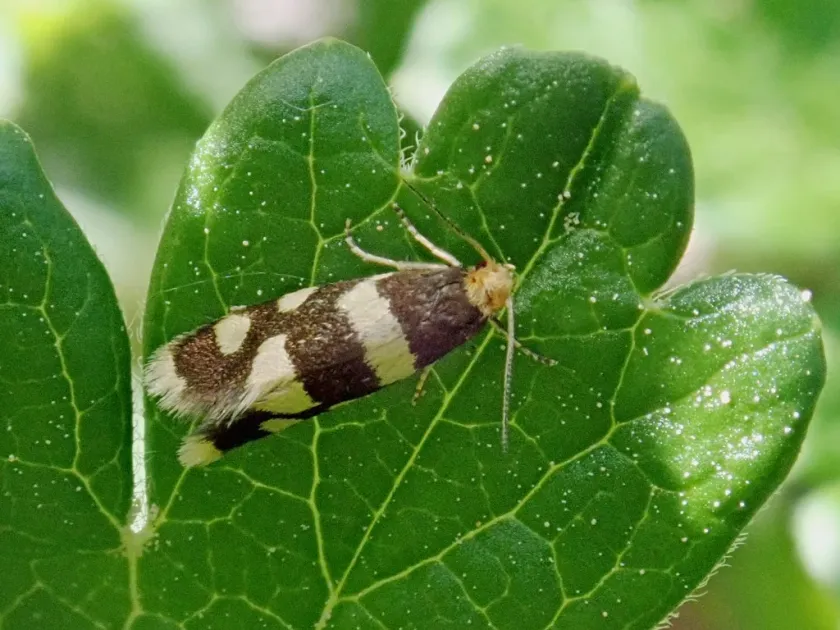 Alloclemensia