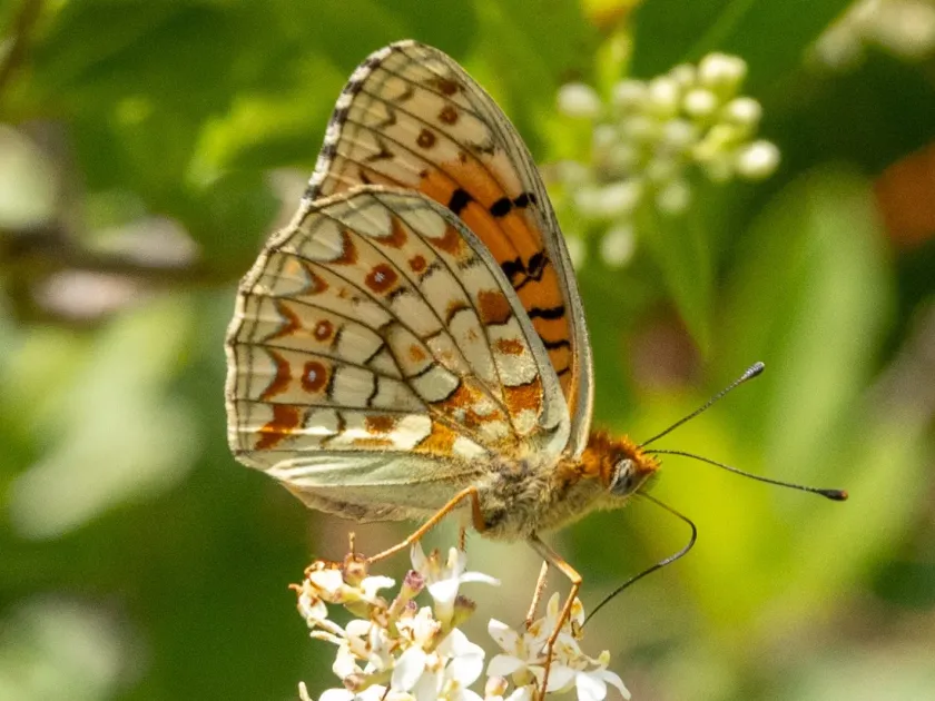 Niobe fritillary