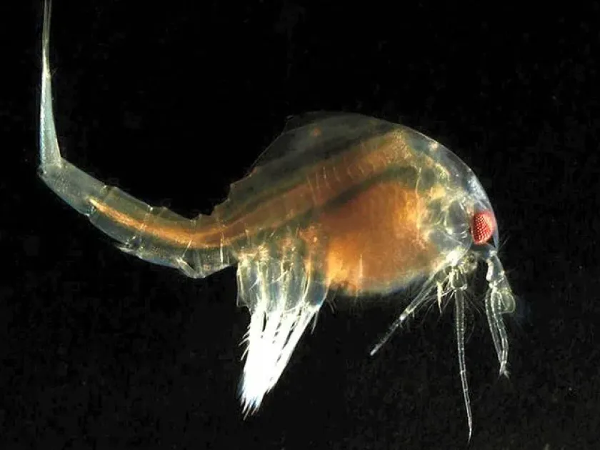 Nebalia