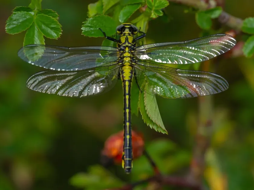 Common clubtail