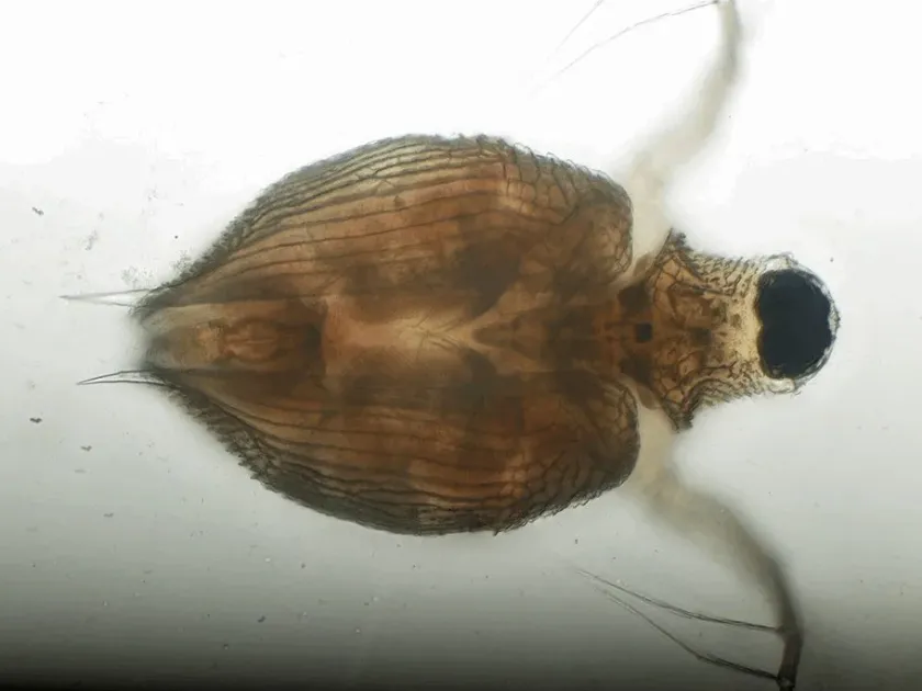 Scapholeberis