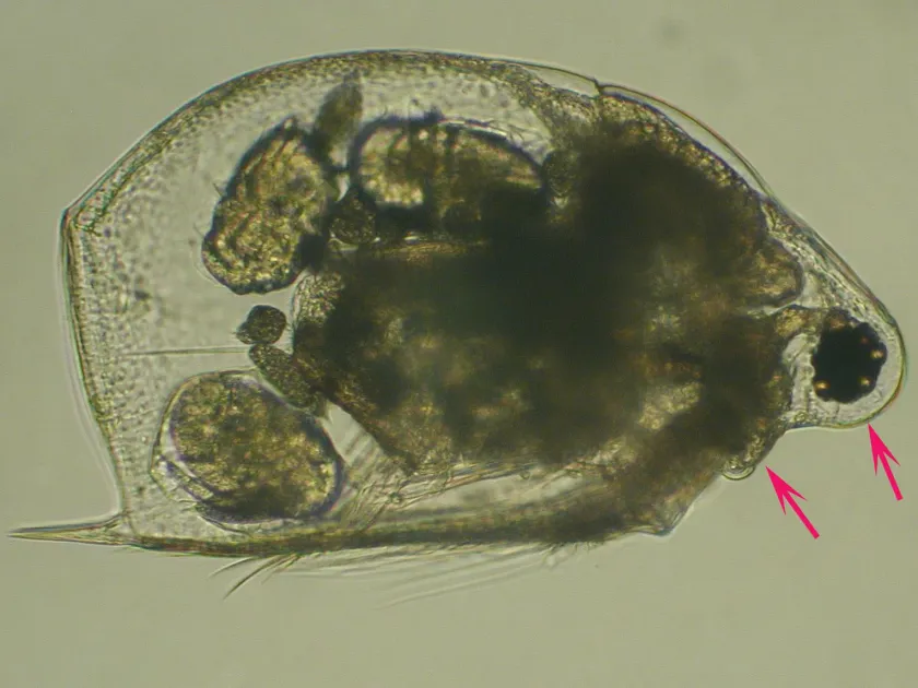 Scapholeberis mucronata