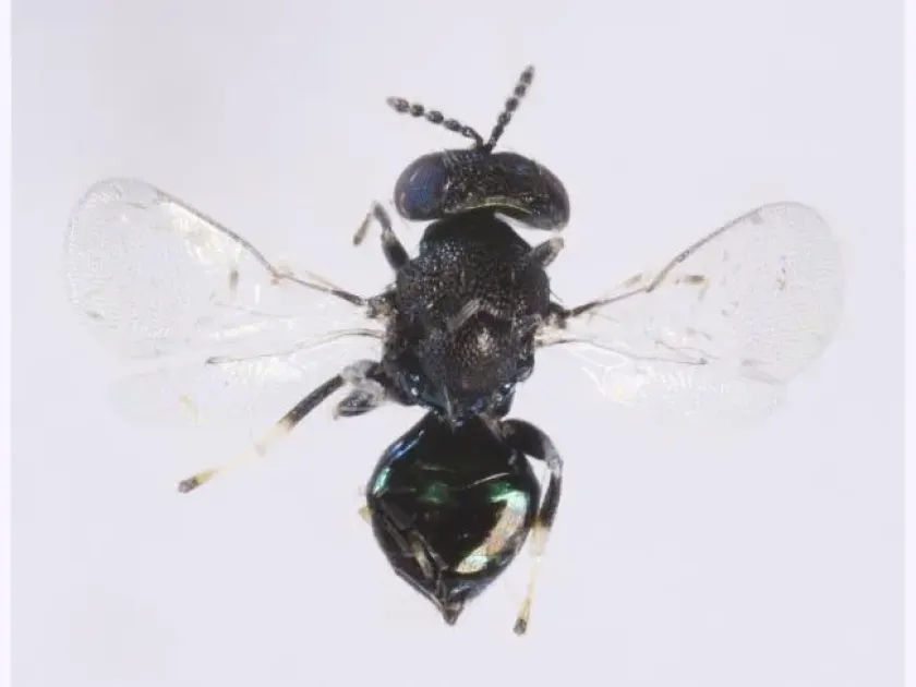 Chrysocharis nephereus