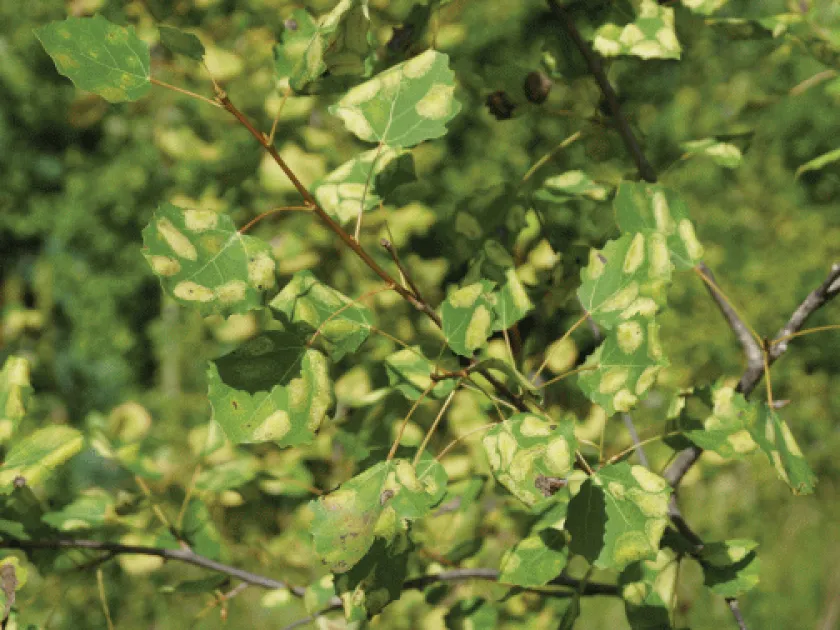 Cirrospilus pictus