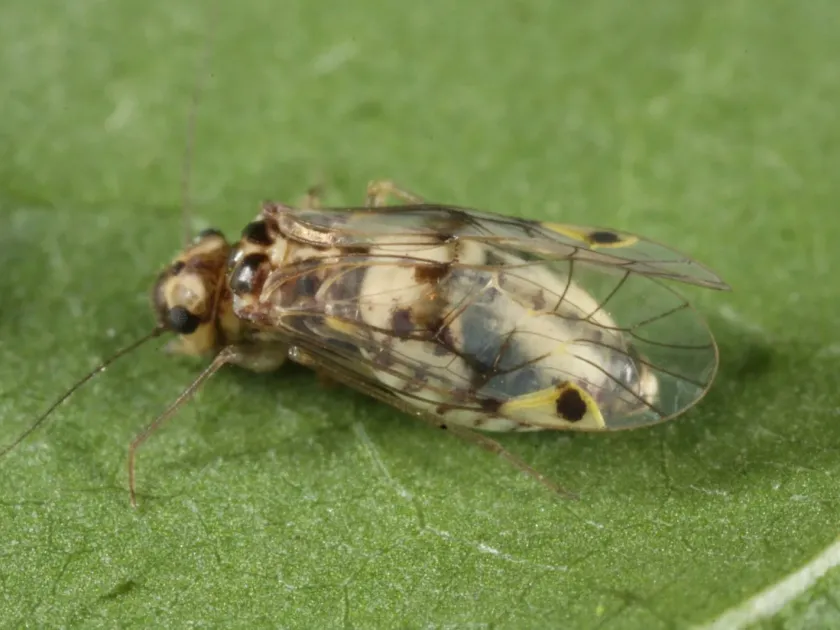 Two-spotted booklouse