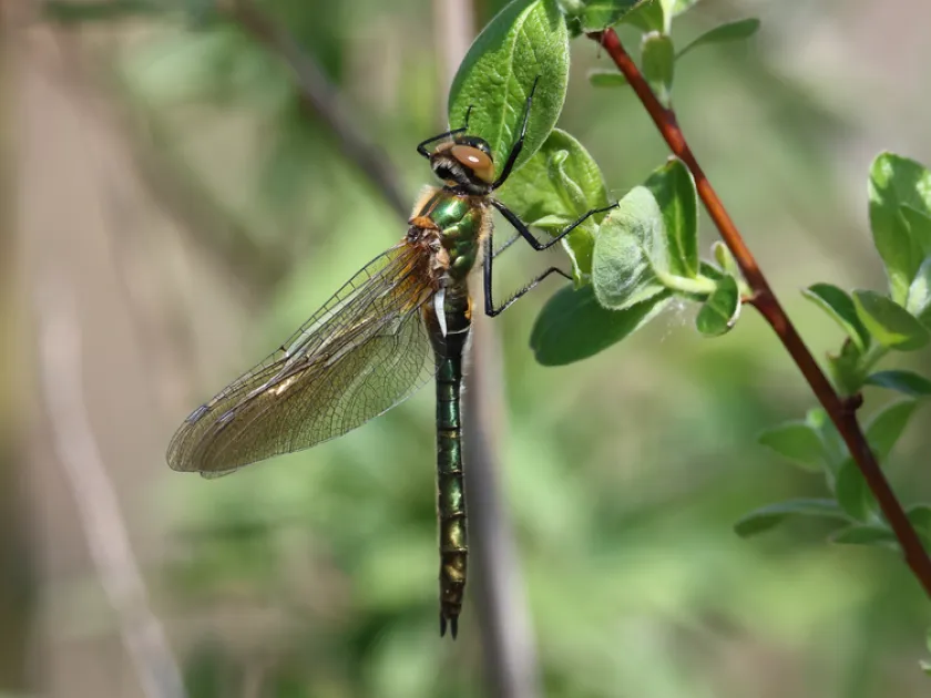 Downy emerald