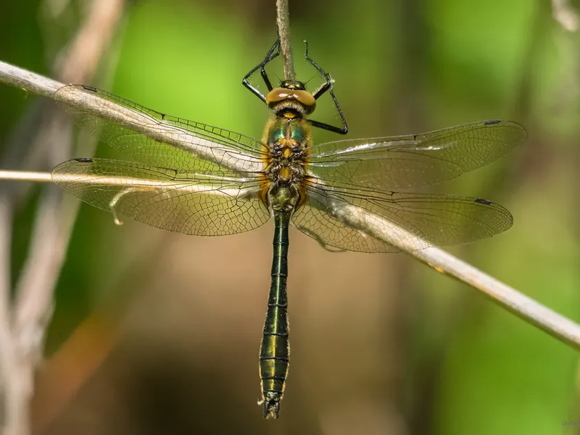 Downy Emerald