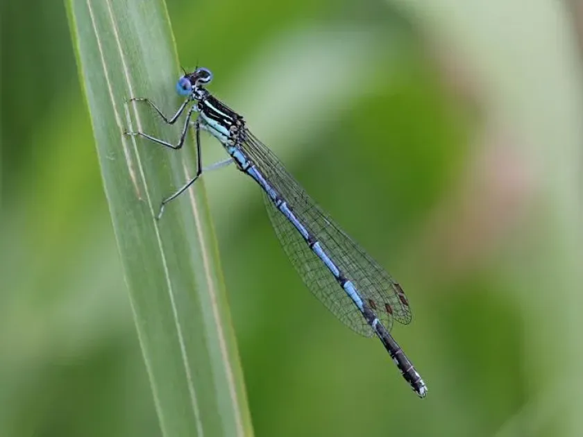 Damselfly