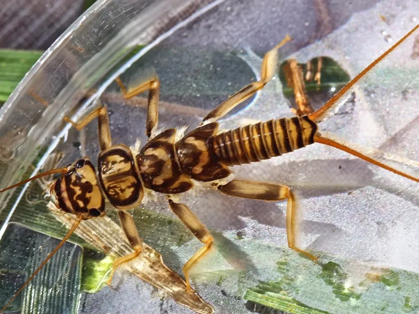 Peltoperla