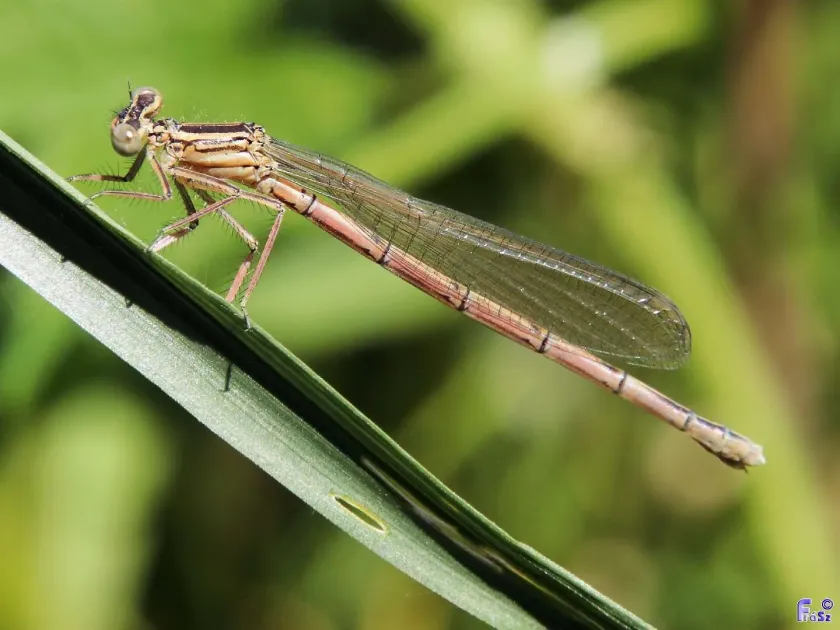 White-legged damselfly