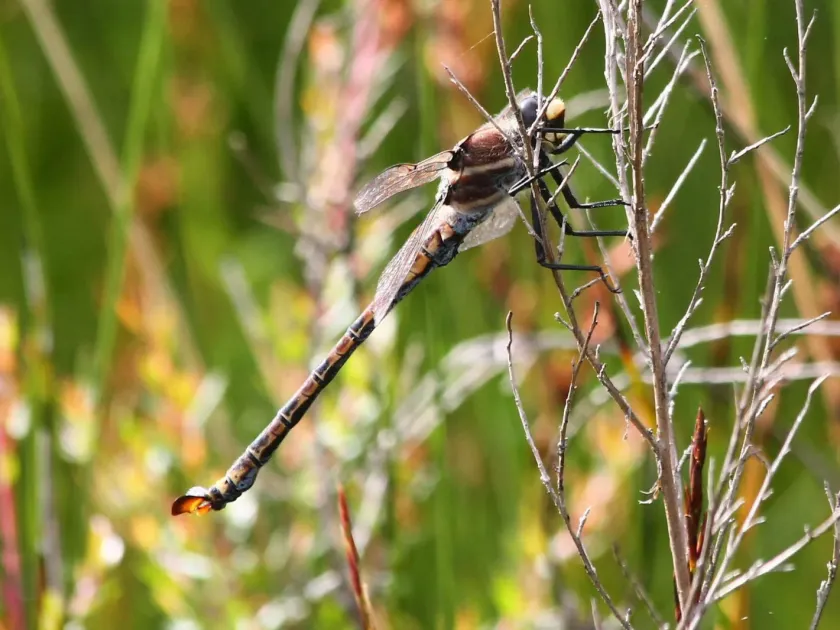 Giant dragonfly