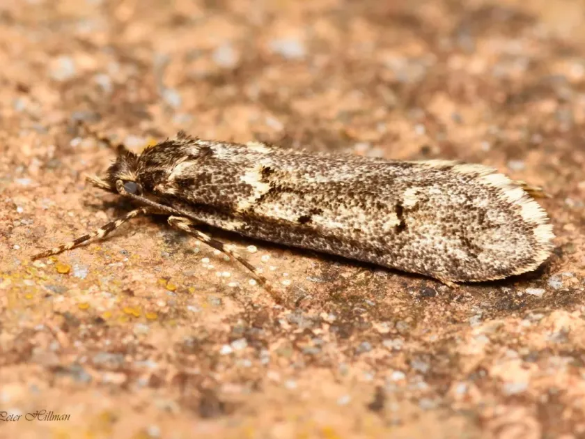 Diurnea fagella