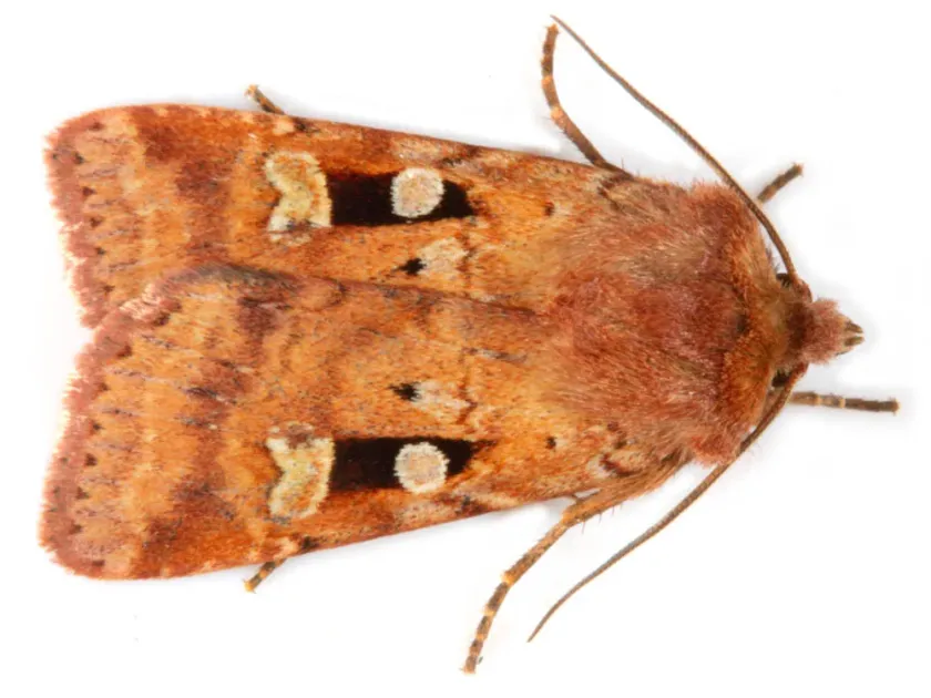 Diarsia mendica