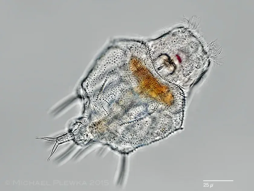 Macrochaetus