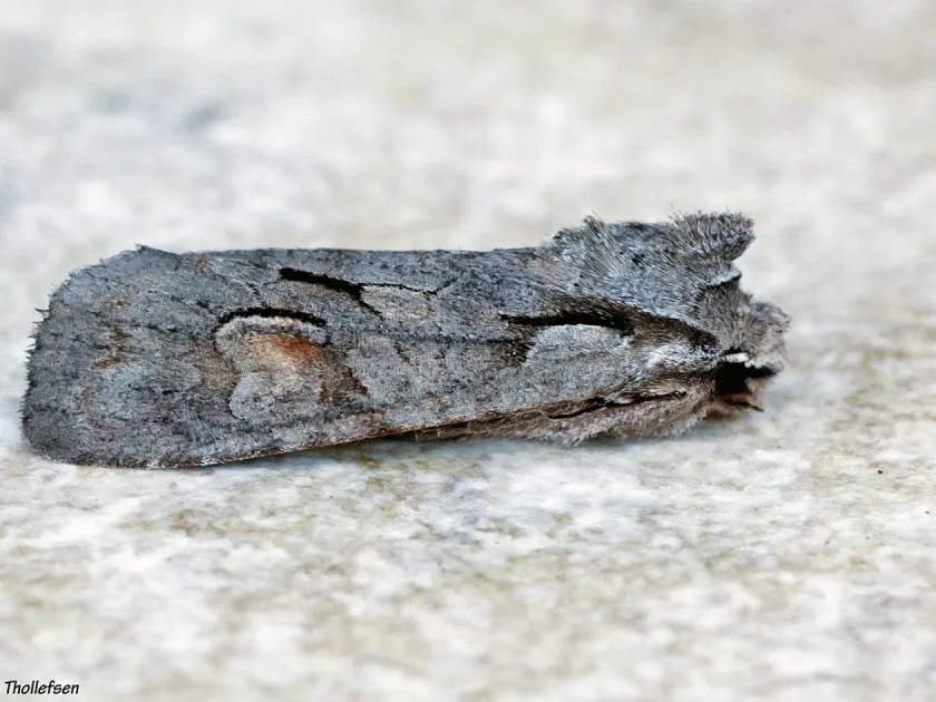 Dark gray sallow