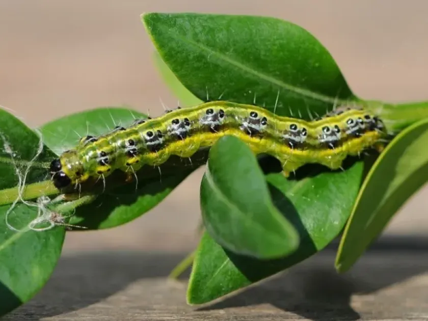 Box tree moth