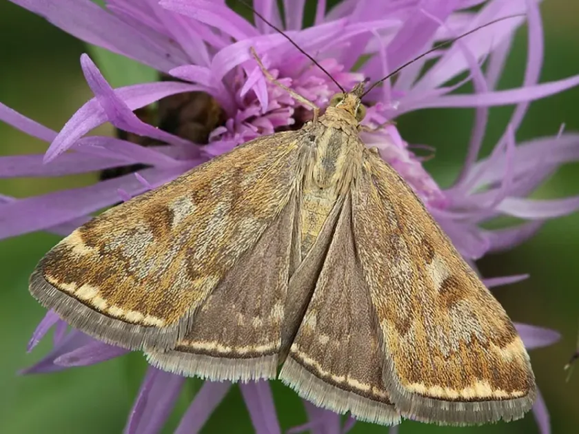 Beet webworm