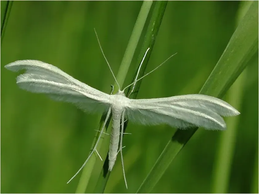 Plume moth