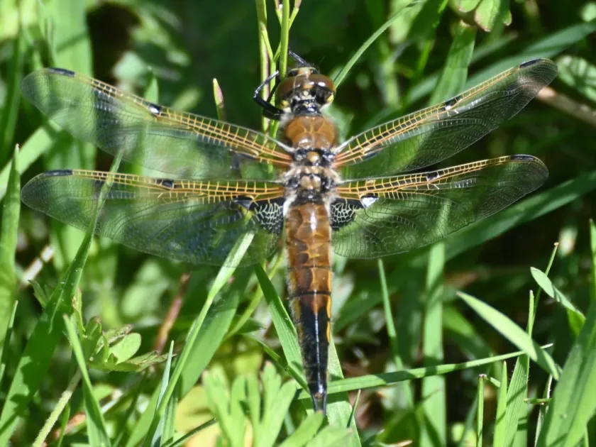 Four-spotted chaser