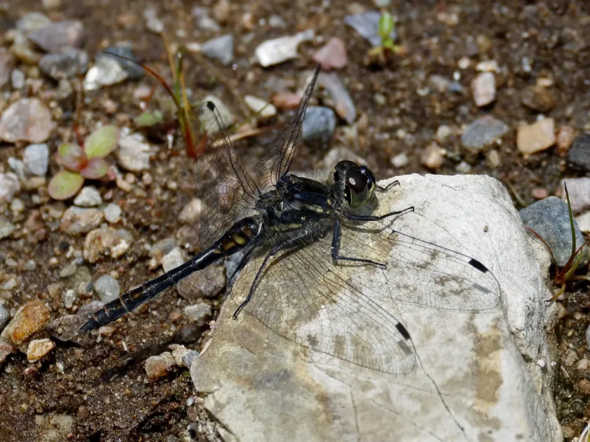 Black Darter