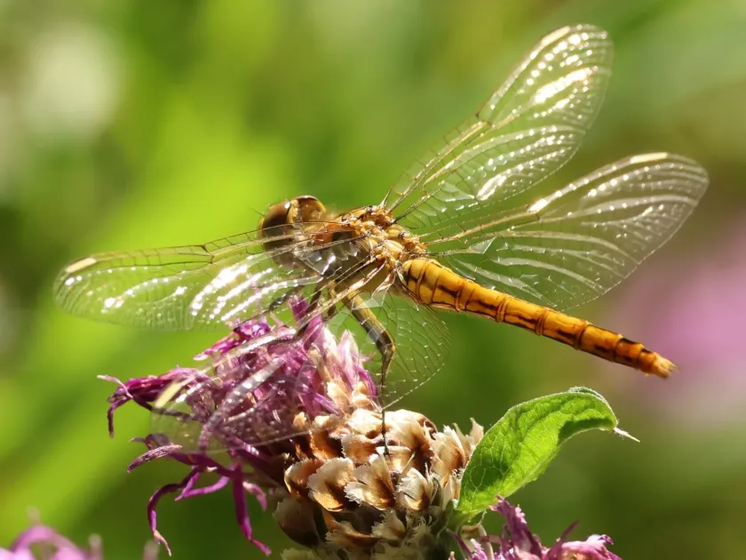 Common Darter