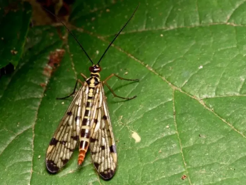 Scorpionfly