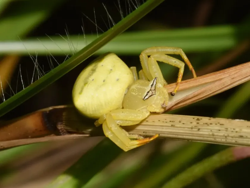 Crab spider