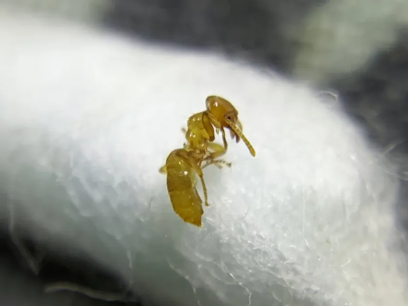 Yellow subterranean ant