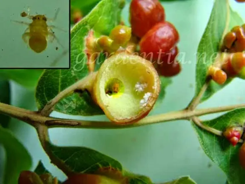 Листоблошка Phacopteron lentiginosum
