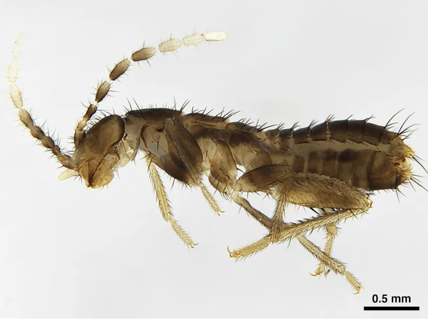 Zorotypus