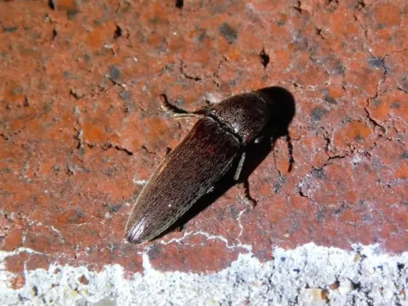 Click beetle
