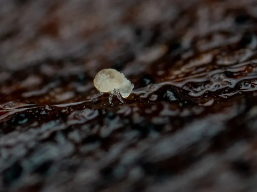Megalothorax minimus