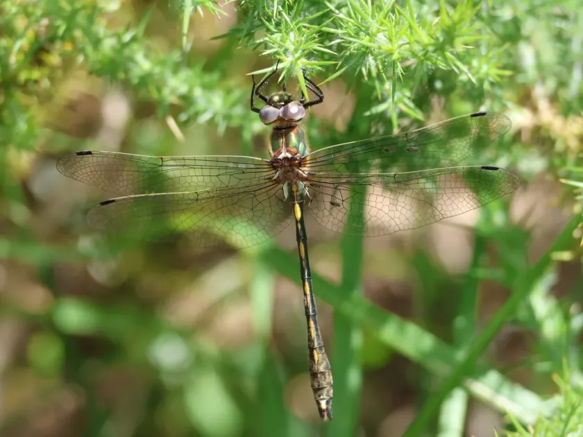 Orange-spotted emerald