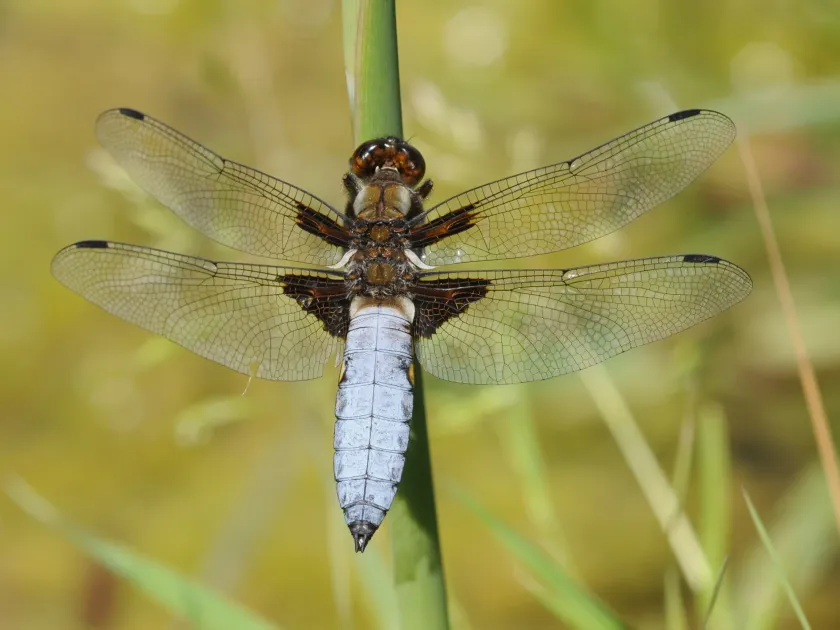 Broad-bodied chaser