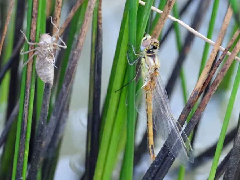 Nomad dragonfly