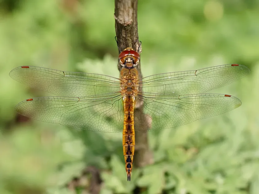 Wandering Glider