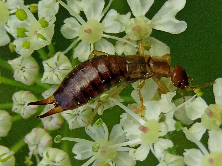 Lesne's earwig