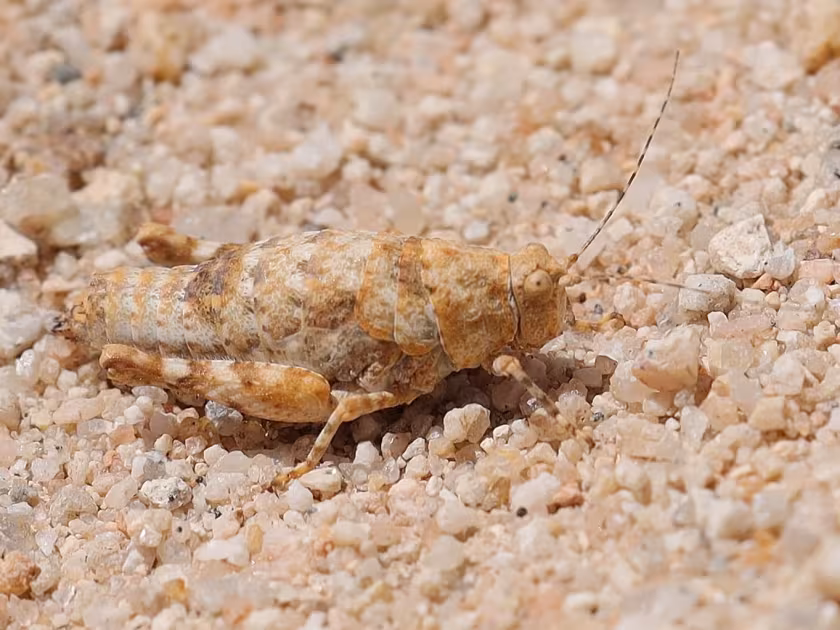 Tanaocerus