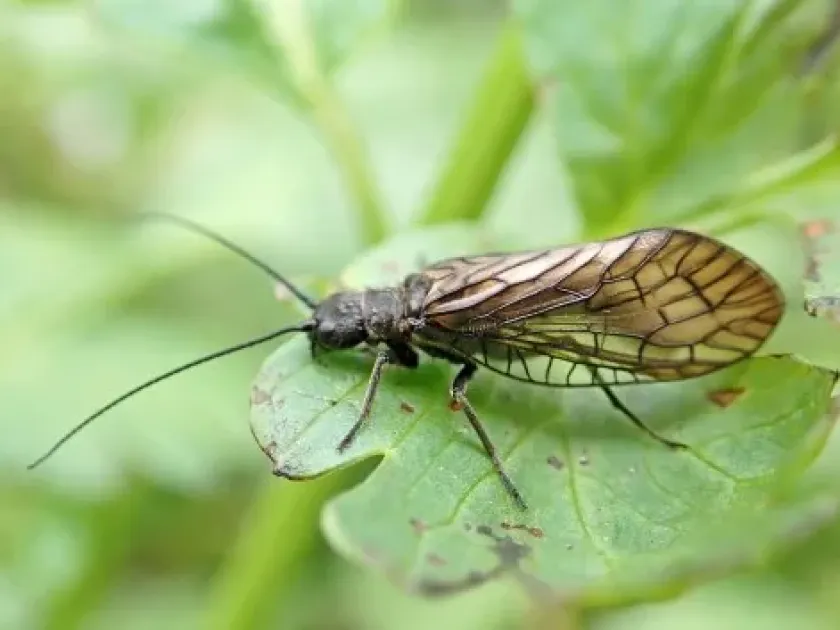 Alderfly