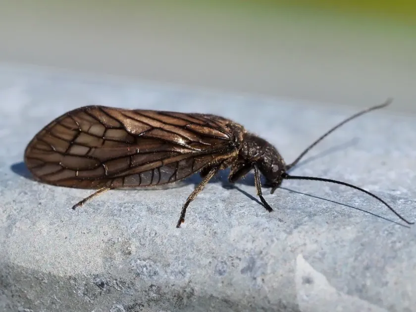 Alderfly