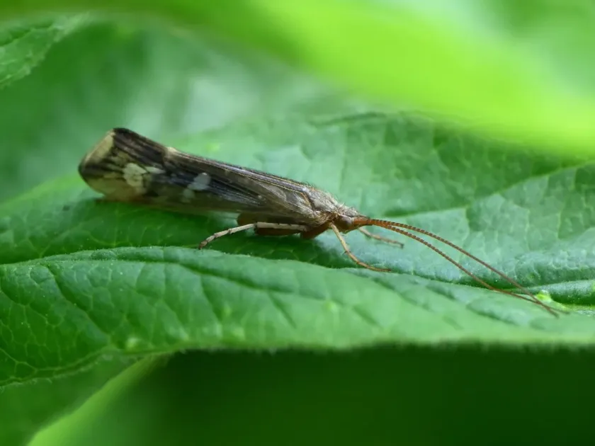 Moon caddisfly